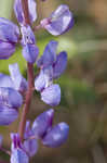 Sundial lupine